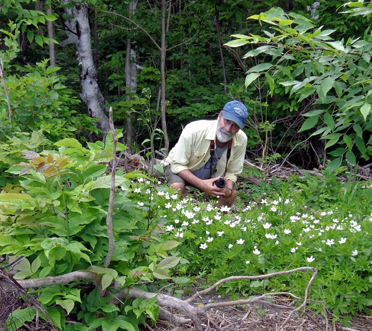 Bertrand Tremblay parmi les anémones, près de la grève, Domaine Pointe de Saint-Vallier, 22 juin 2014