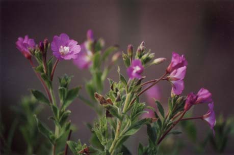 Un &eacute;pilobe sur la c&ocirc;te de Beaupr&eacute;, photo &copy; Bertrand Tremblay, 2001