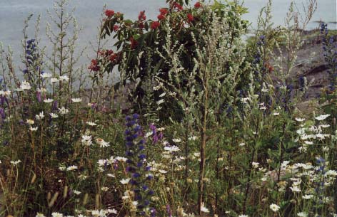 Fleurs sauvages dans Charlevoix autour d'un sureau couvert de fruits rouges, photo &copy; Bertrand Tremblay, 2001