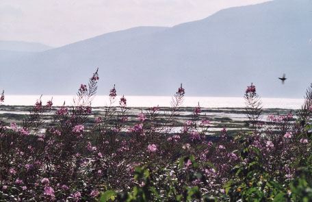 Des &eacute;pilobes &agrave; feuilles &eacute;troites pr&egrave;s du rivage &agrave; l'Ile-aux-coudres, photo &copy; Bertrand Tremblay, 2002