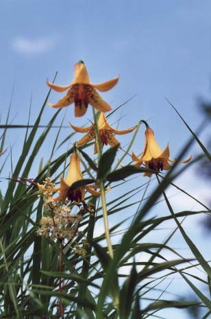 Un lis du Canada sur la c&ocirc;te de Beaupr&eacute;, photo &copy; Bertrand Tremblay, 2001